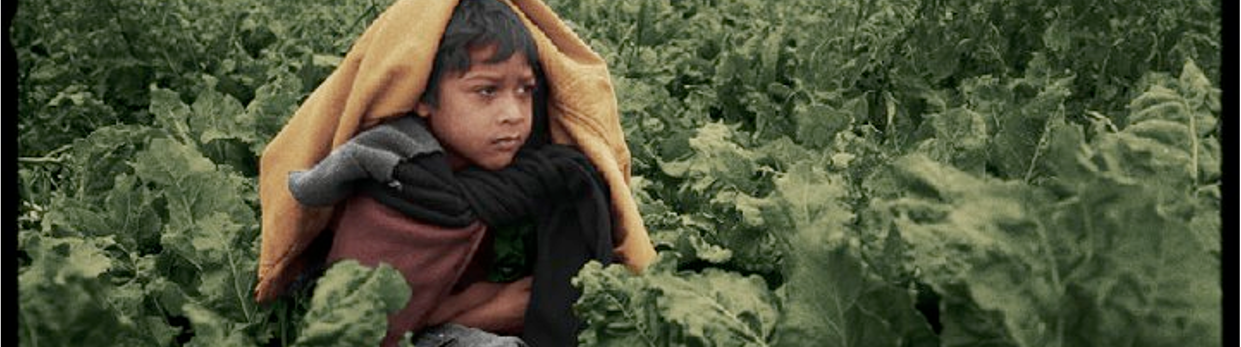Child squats between rows of sugarbeet plants 